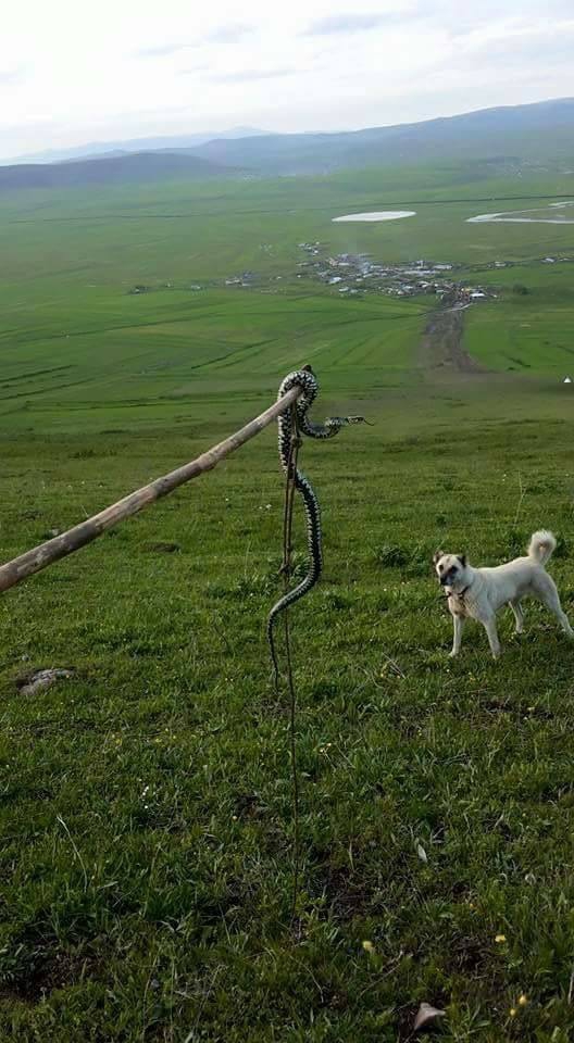 Ardahan Çobanlı Köyü Resimleri 1