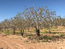 Birecik Günışığı Köyü 2