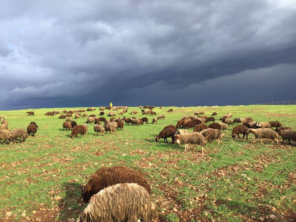 Birecik Günışığı Köyü 5