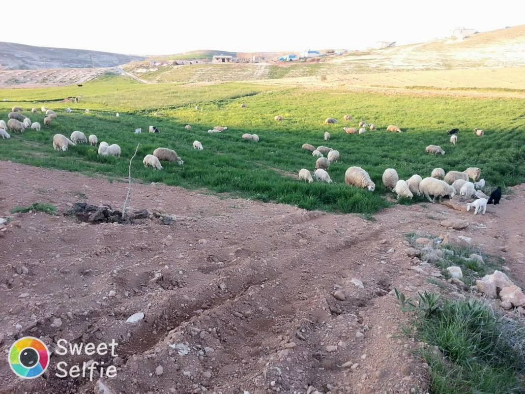 Birecik Günışığı Köyü 7