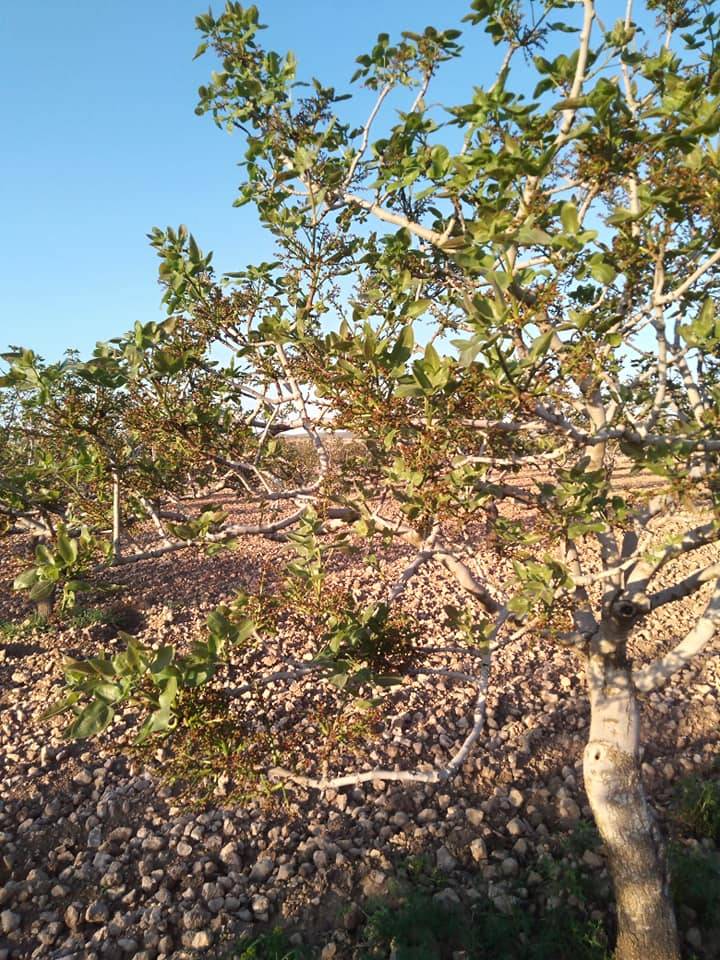 Birecik Güvenir Köyü 2