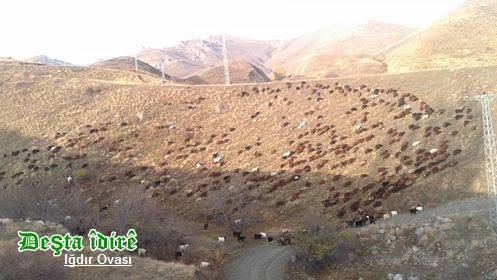 Tuzluca Bahçecik Köyü Resimleri 2