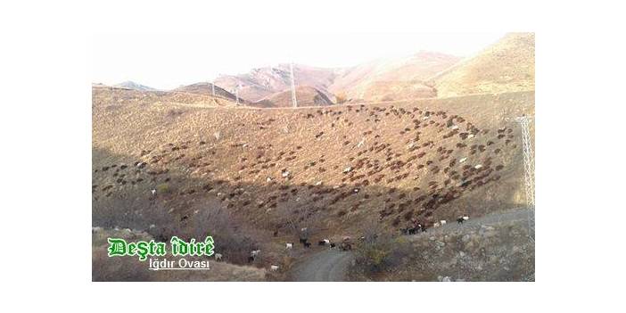 Tuzluca Bahçecik Köyü Resimleri