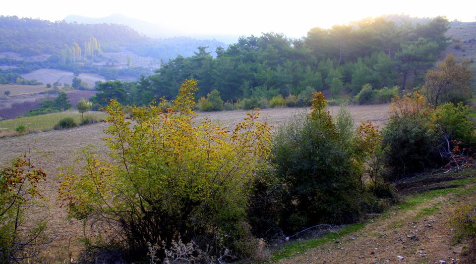 Akhisar Akkocalı Köyü Resimleri 11