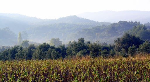 Akhisar Akkocalı Köyü Resimleri 3
