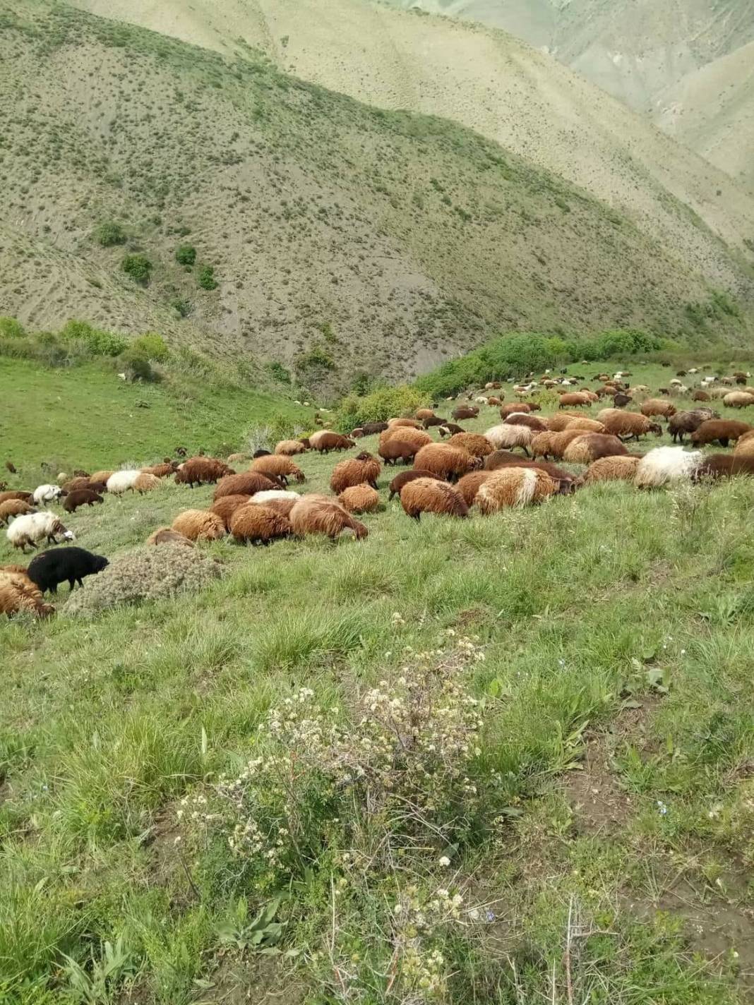 Tuzluca Beyoğlu Köyü Resimleri 1