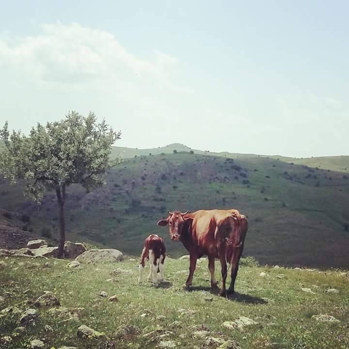 Sorgun Şahmuratlı Köyü Resimleri 1