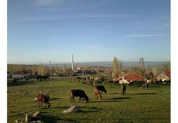 Şefaatli Ekinciuşağı Köyü Resimleri 1