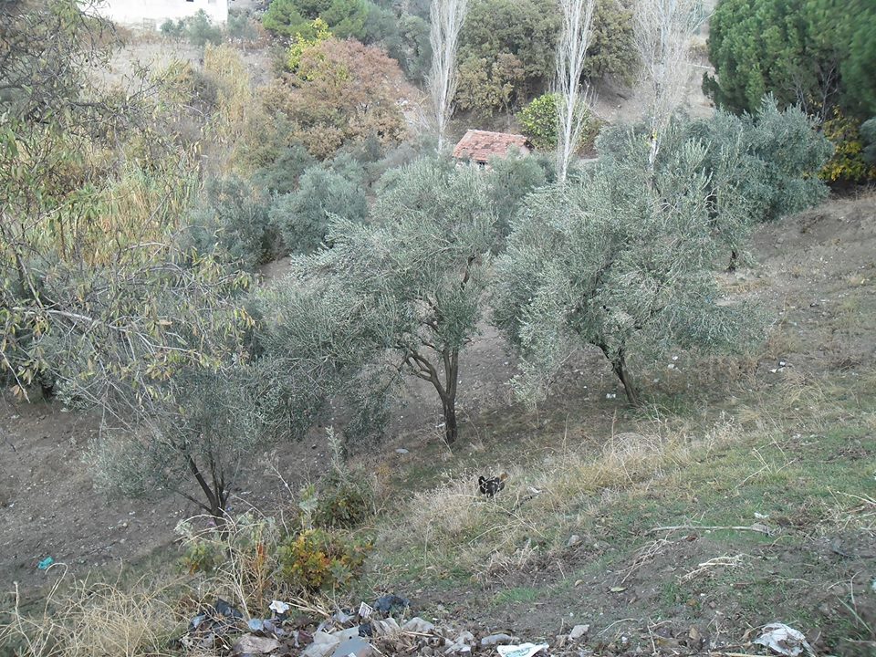 Akhisar Aşağıdolma Köyü Resimleri 14