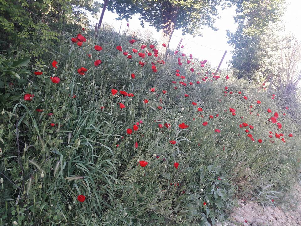 Akhisar Aşağıdolma Köyü Resimleri 22