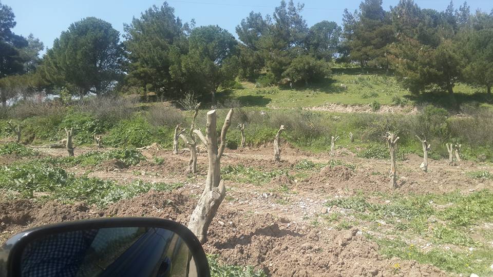 Akhisar Başlamış Köyü Resimleri 4