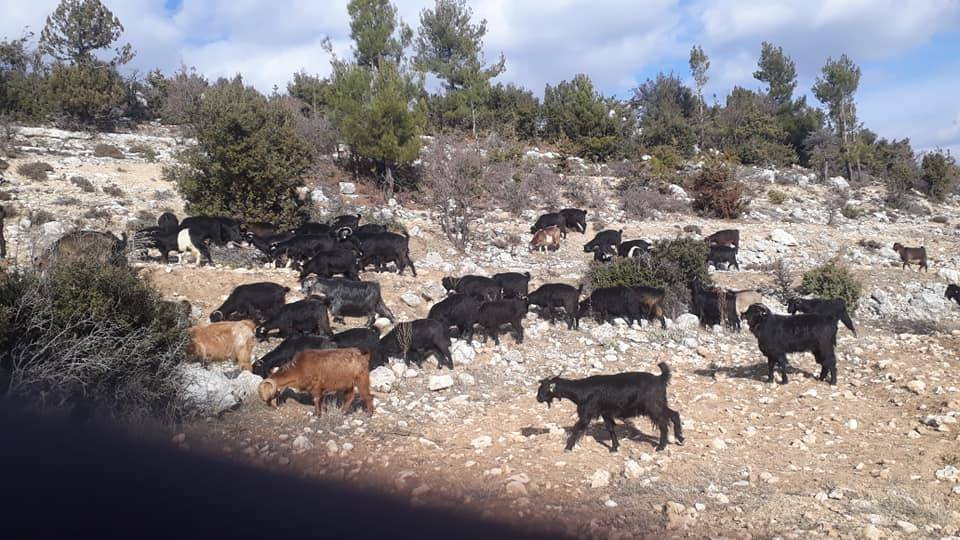 Gülnar Yarmasu Köyü Resimleri 9