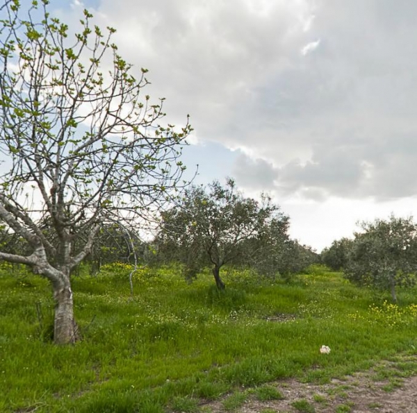 Akhisar Bekirler Köyü Resimleri 12