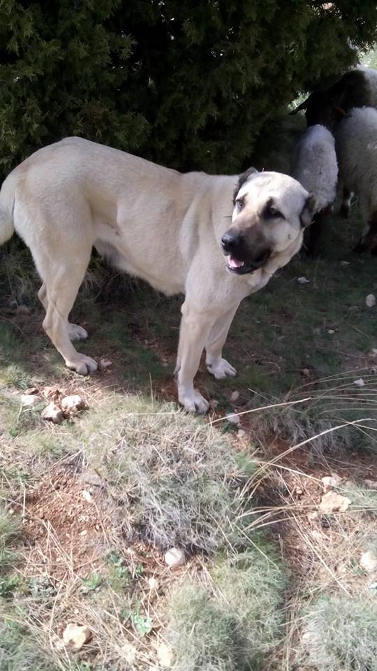 Mut Ballı Köyü Resimleri 2