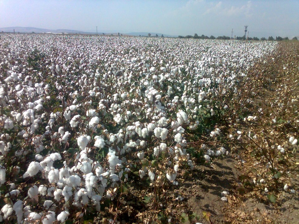 Akhisar Beyoba Köyü Resimleri 10