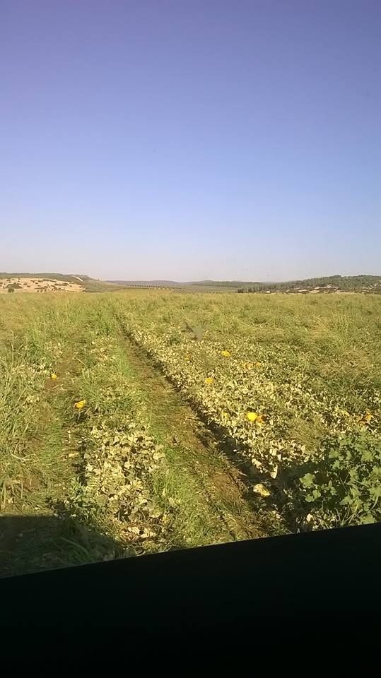 Akhisar Beyoba Köyü Resimleri 16