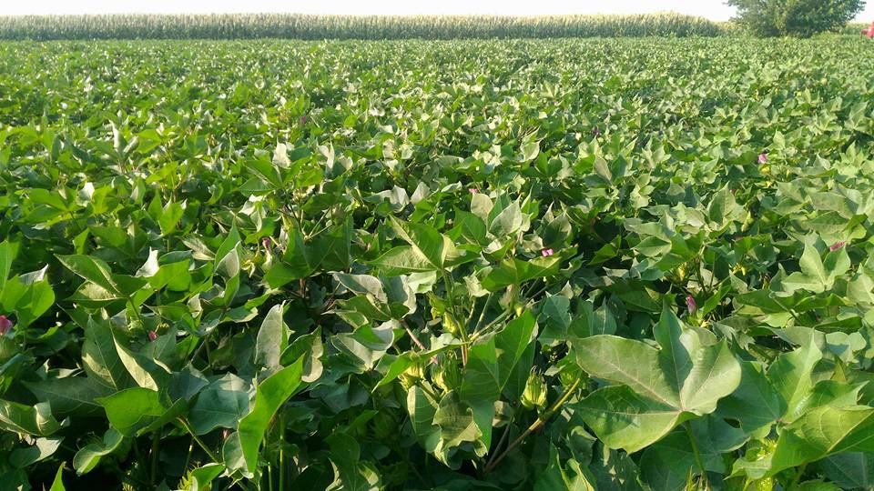 Akhisar Beyoba Köyü Resimleri 7