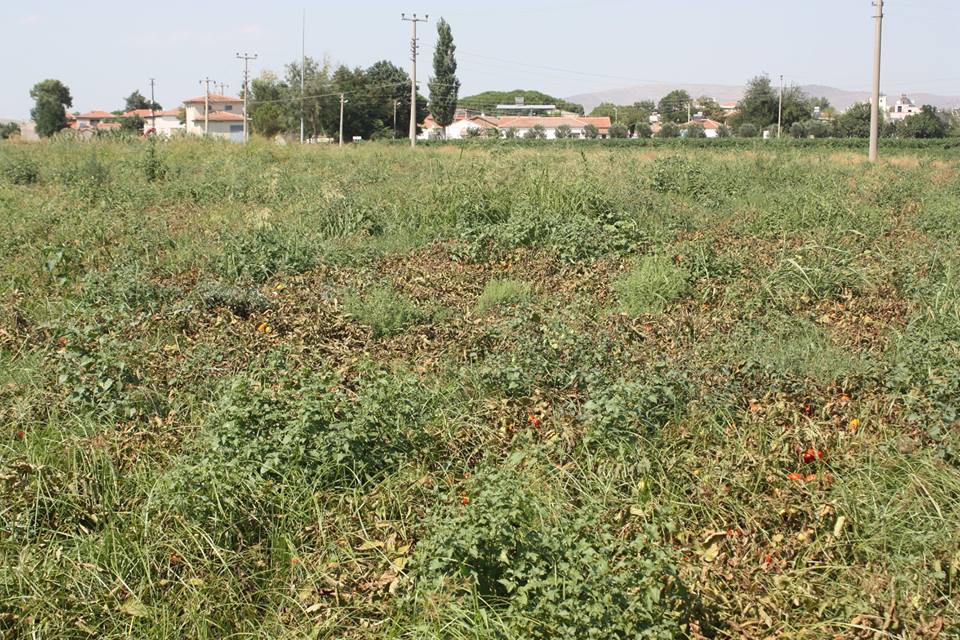 Akhisar Beyoba Köyü Resimleri 8