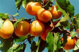 Mut Çaltılı Köyü Resimleri 1