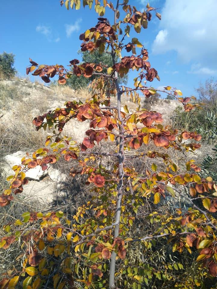 Mut Çaltılı Köyü Resimleri 3