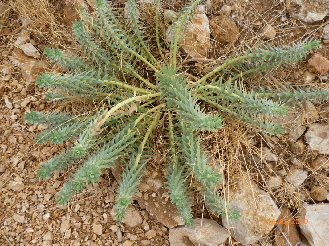 Mut Çaltılı Köyü Resimleri 5