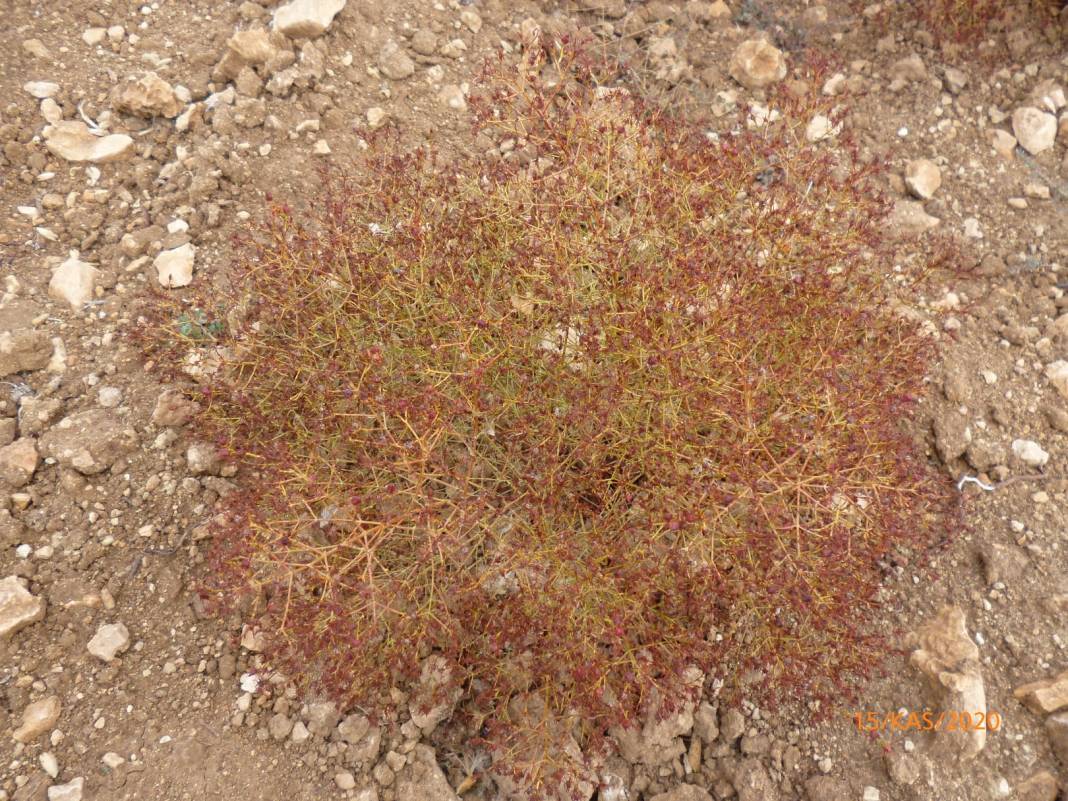 Mut Çaltılı Köyü Resimleri 6