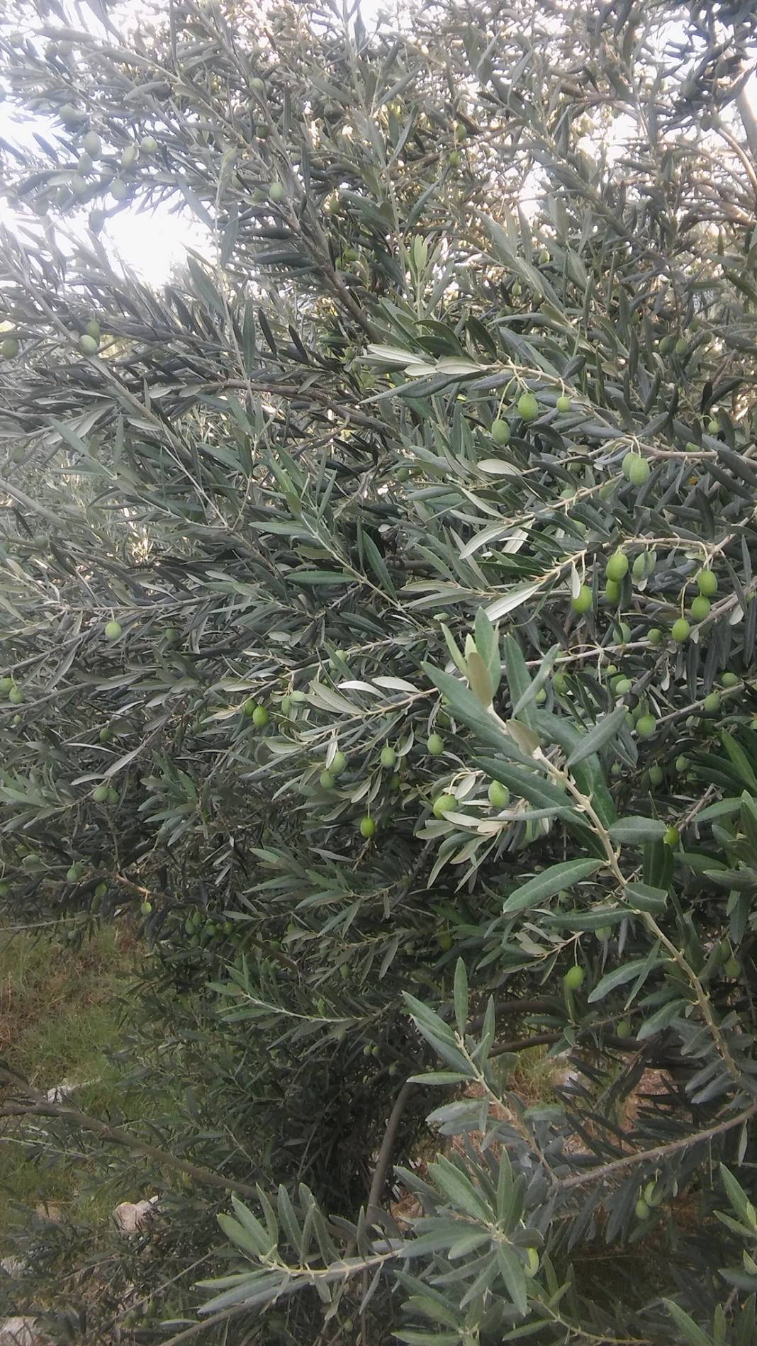 Mut Çampınar Köyü Resimleri 10