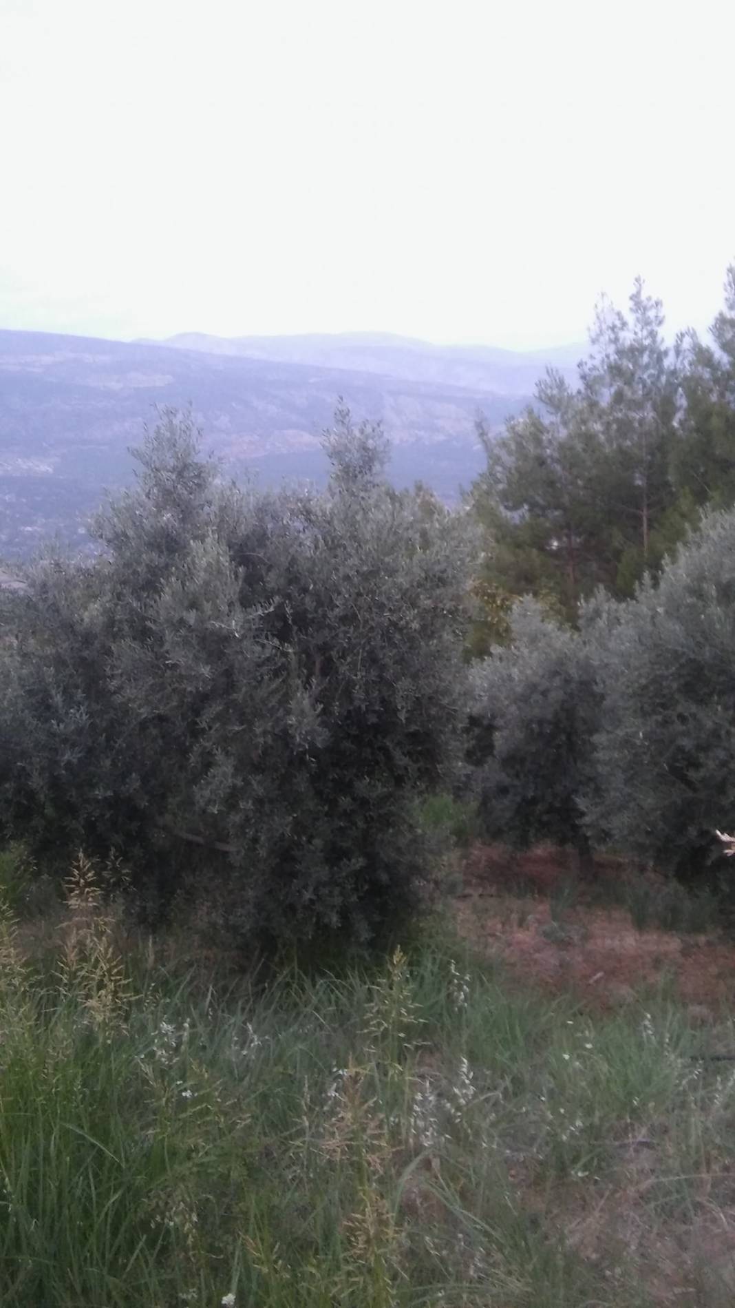 Mut Çampınar Köyü Resimleri 7