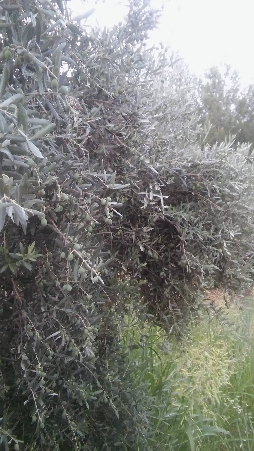 Mut Çampınar Köyü Resimleri 9