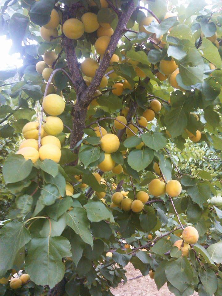 Mut Çatakbağ Köyü Resimleri 1