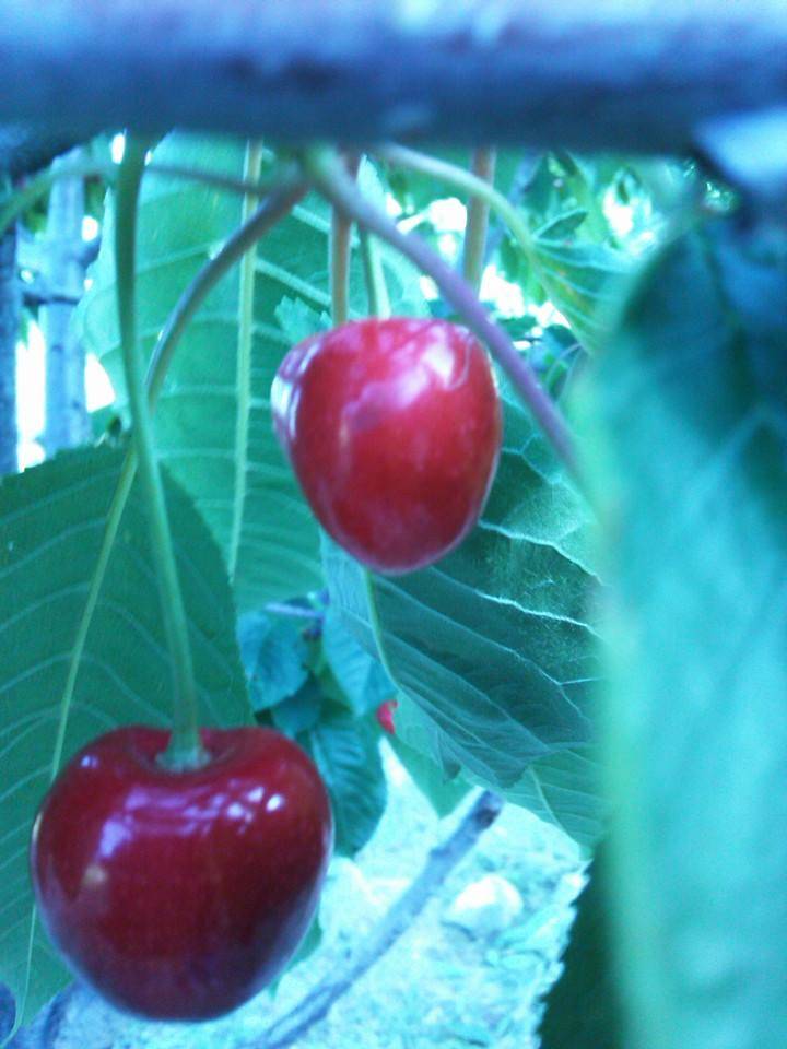 Mut Çatakbağ Köyü Resimleri 2