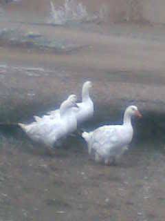 Şefaatli Kızılyar Köyü Resimleri 4