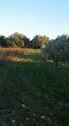 Akhisar Büknüş Köyü Resimleri 2