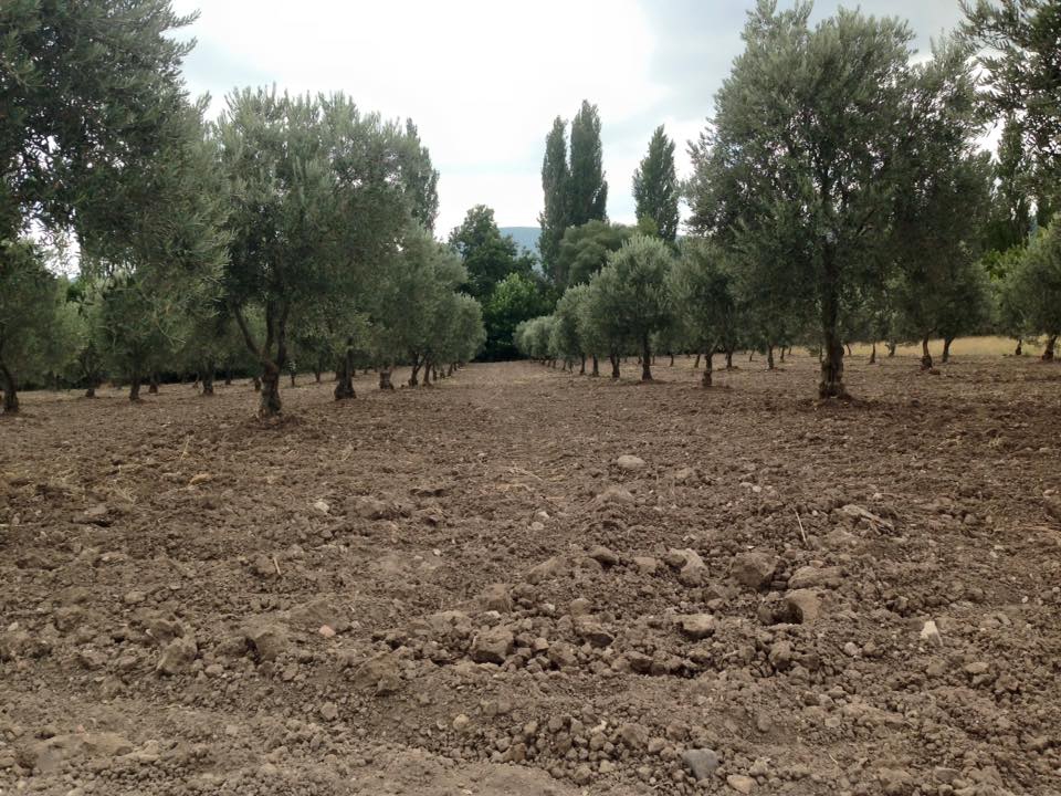 Akhisar Büknüş Köyü Resimleri 5