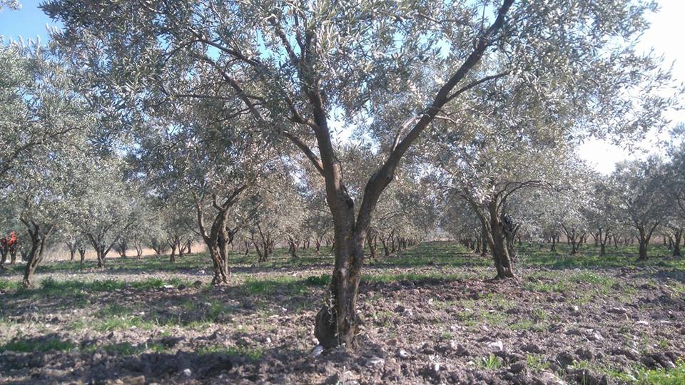 Akhisar Büknüş Köyü Resimleri 6