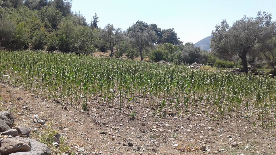 Akhisar Büknüş Köyü Resimleri 7