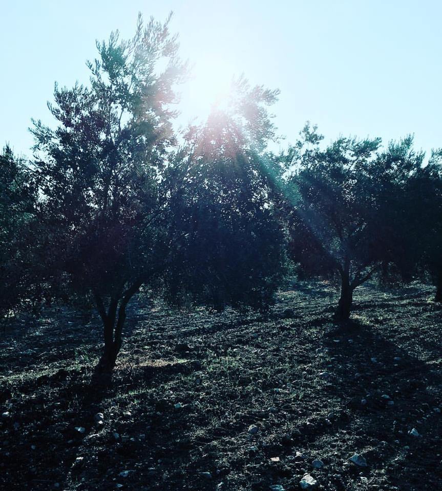 Akhisar Büknüş Köyü Resimleri 8