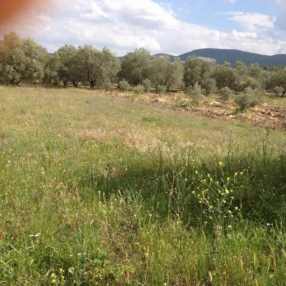 Akhisar Büknüş Köyü Resimleri 9