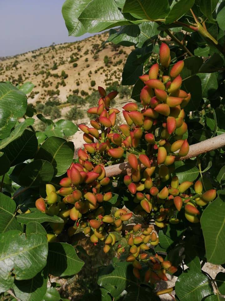 Mut Çatalharman Köyü Resimleri 6