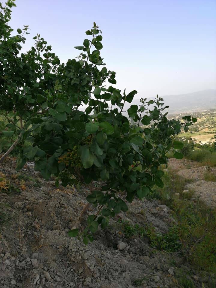 Mut Çatalharman Köyü Resimleri 7