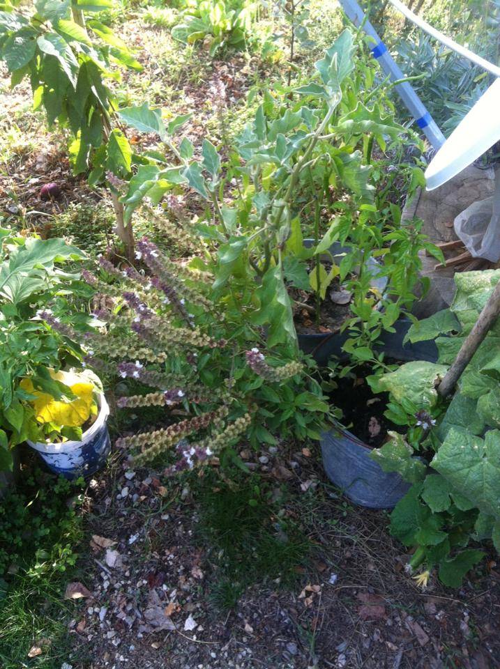 Mut Çivi Köyü Resimleri 2