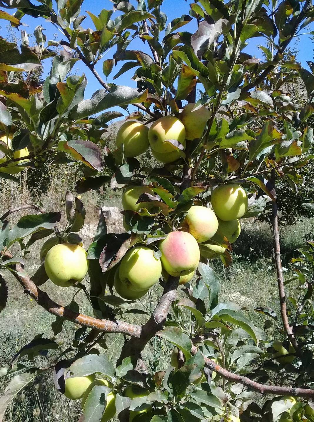 Mut Çivi Köyü Resimleri 5