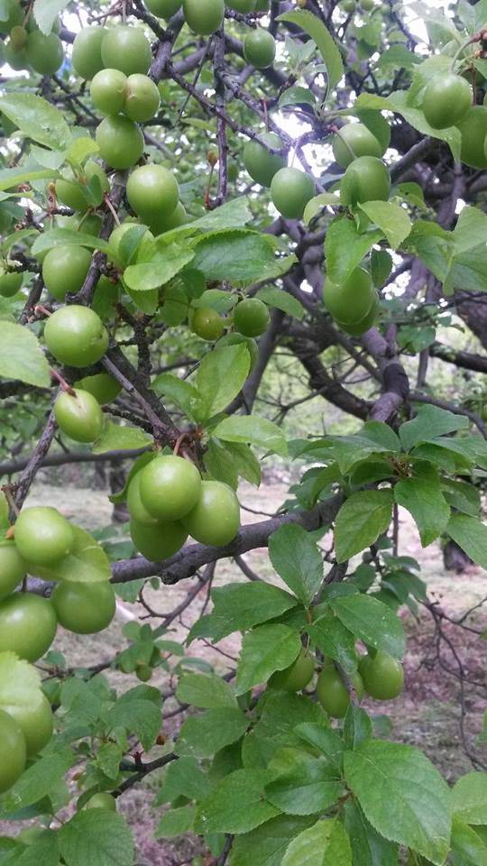Mut Çortak Köyü Resimleri 1