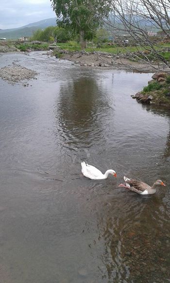 Ardahan Dedegül Köyü Resimleri 4