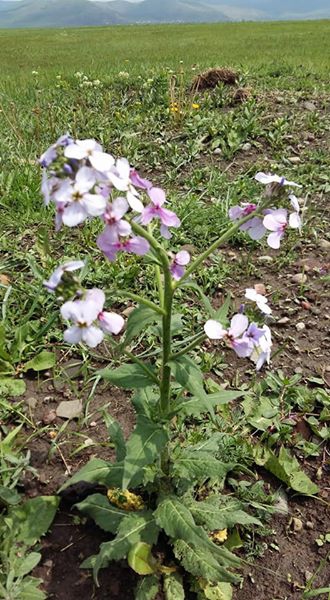 Ardahan Dedegül Köyü Resimleri 6
