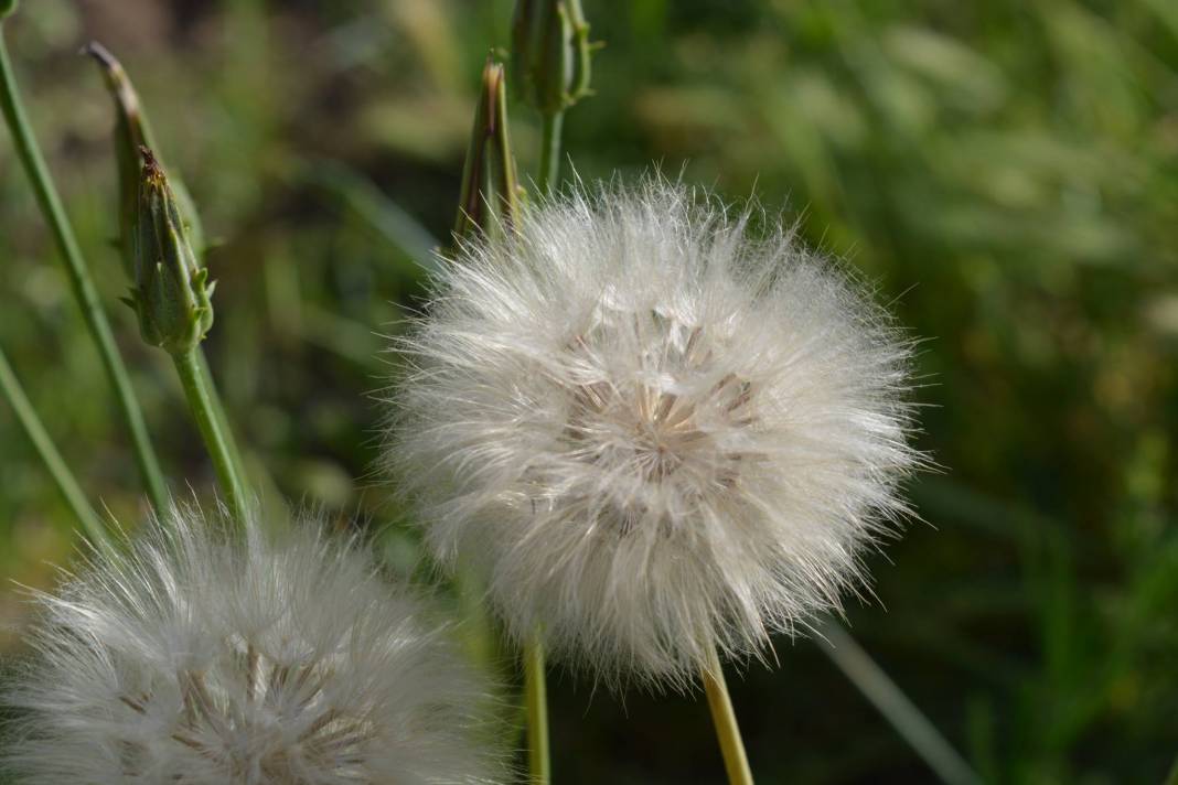 Mut Çömelek Köyü Resimleri 8