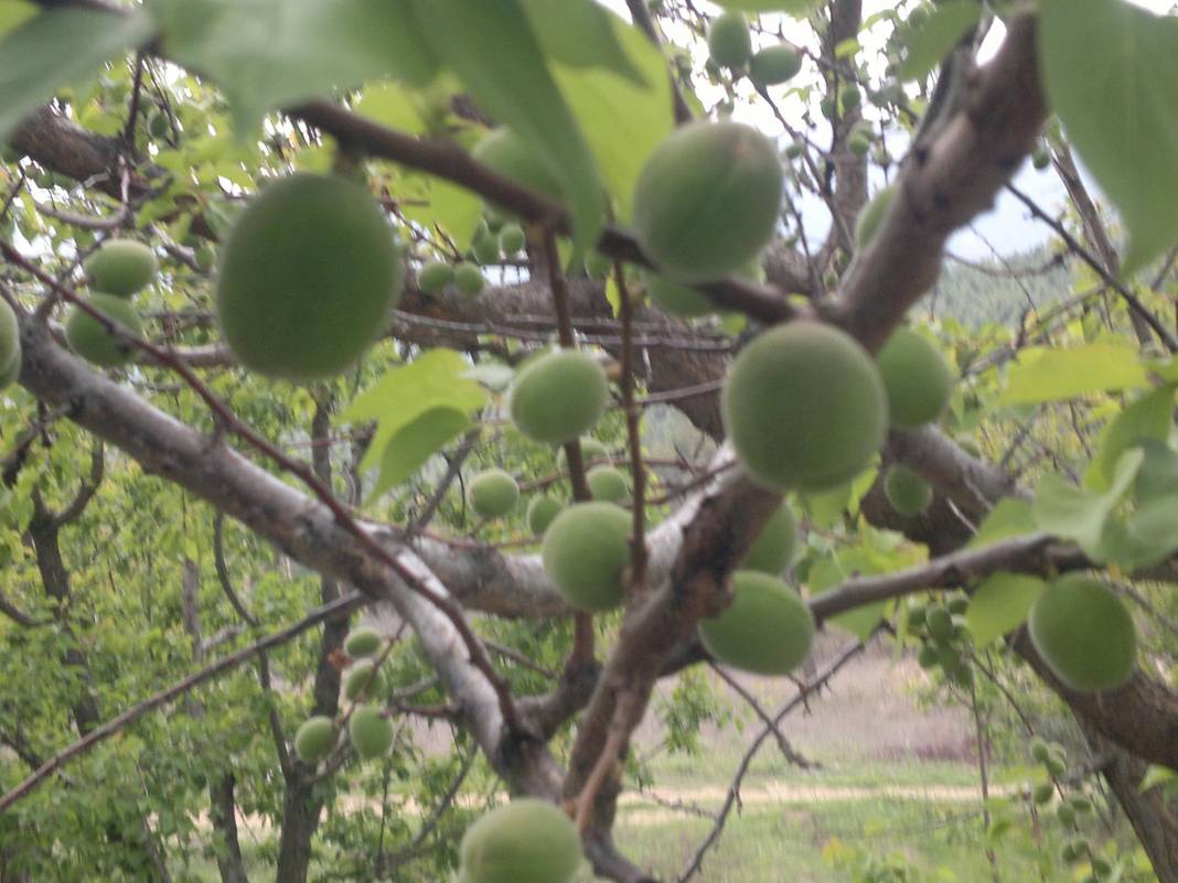 Mut Diştaş Köyü Resimleri 4