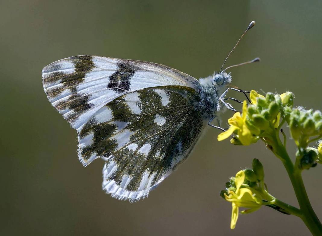 Mut Diştaş Köyü Resimleri 5