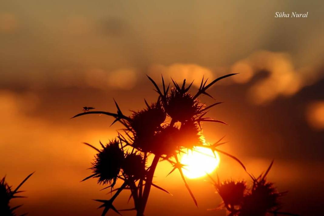 Mut Elbeyli Köyü Resimleri 9