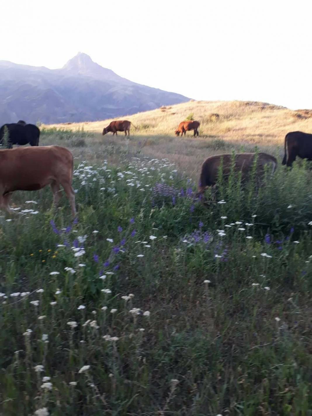 Tuzluca Elmalık Köyü Resimleri 1